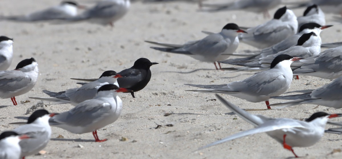 Black Tern - ML618455603