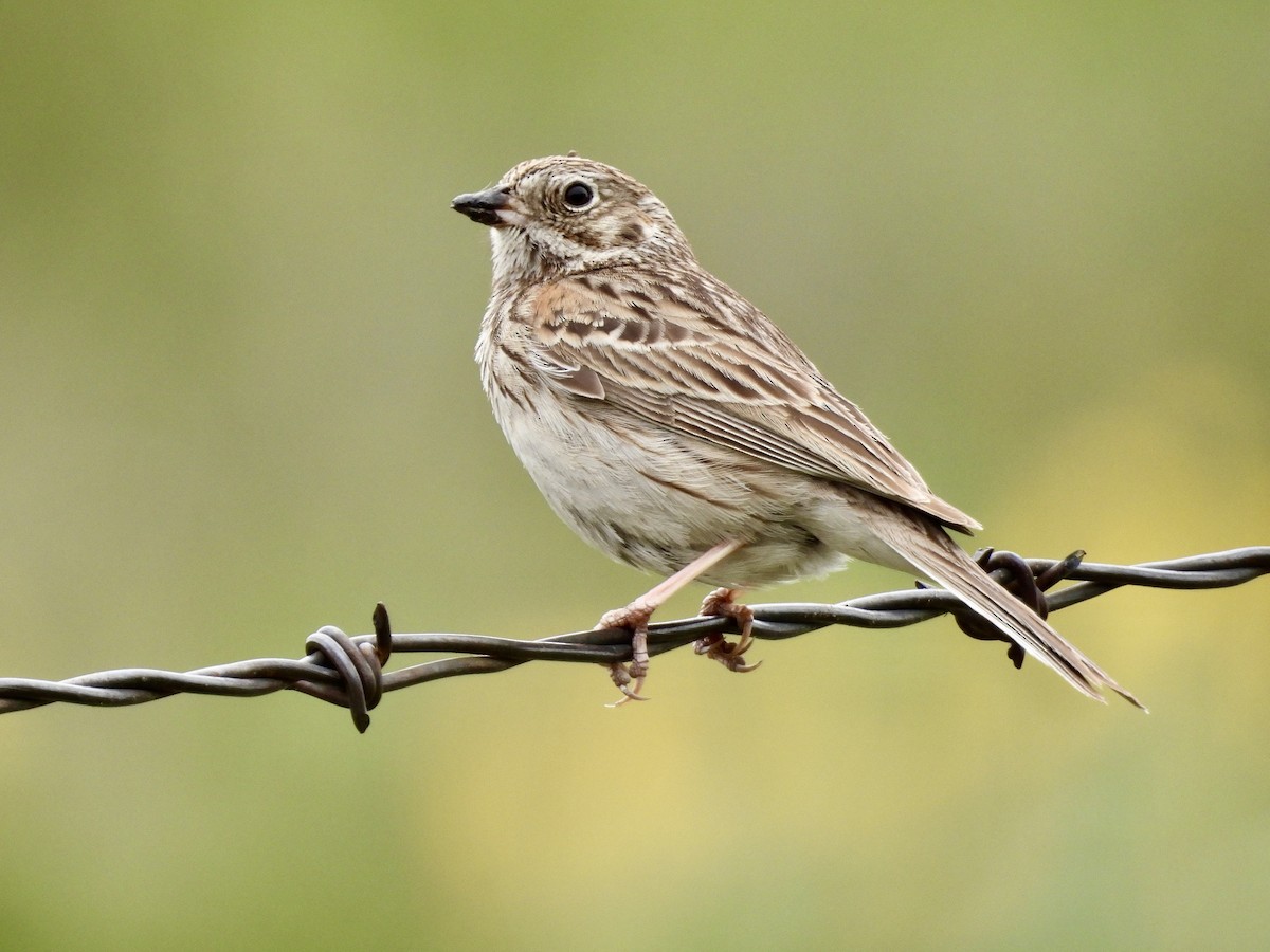 Vesper Sparrow - ML618455613