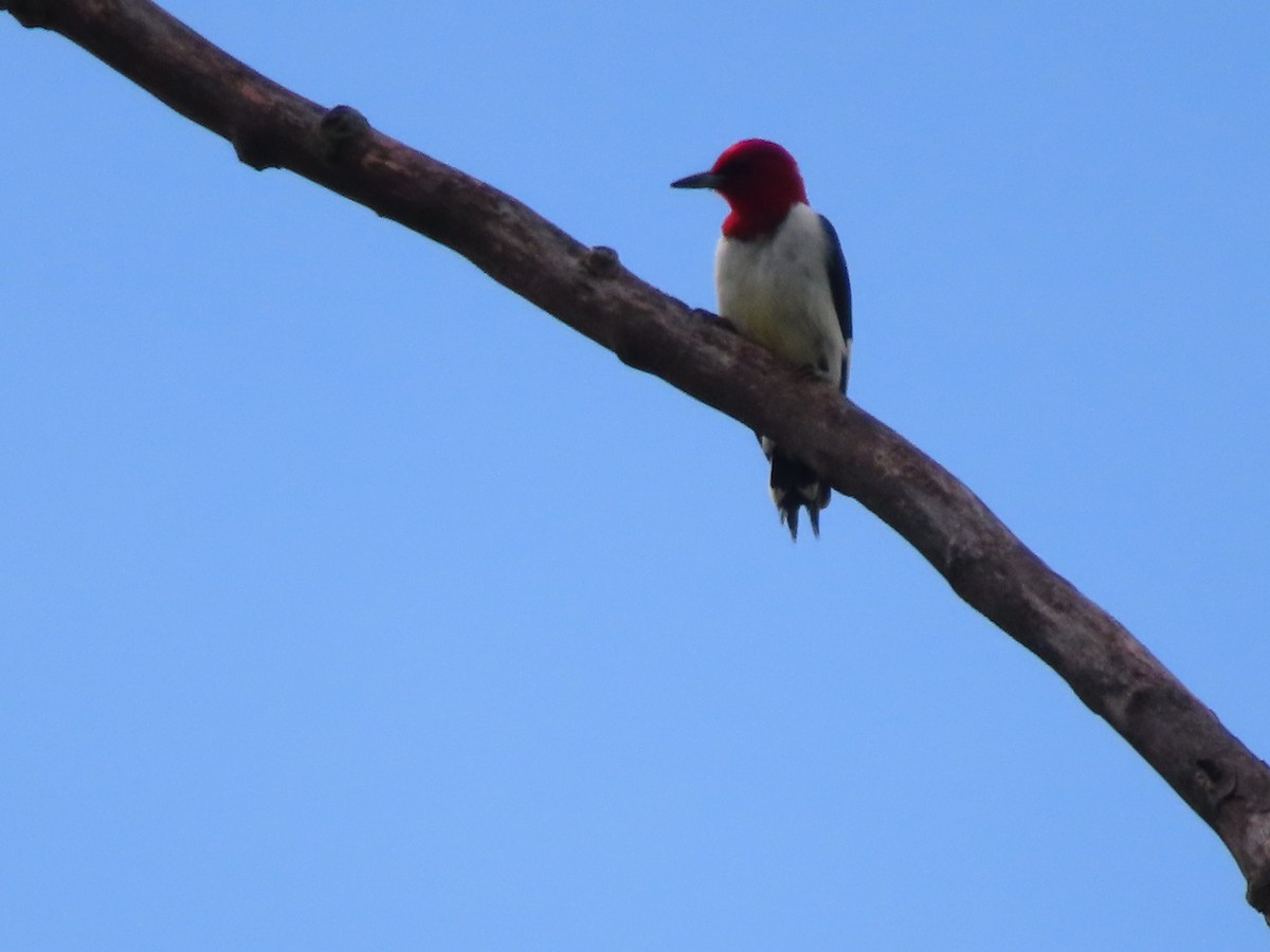 Red-headed Woodpecker - ML618455618