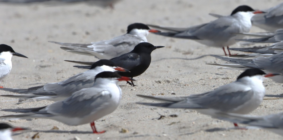 Black Tern - ML618455620