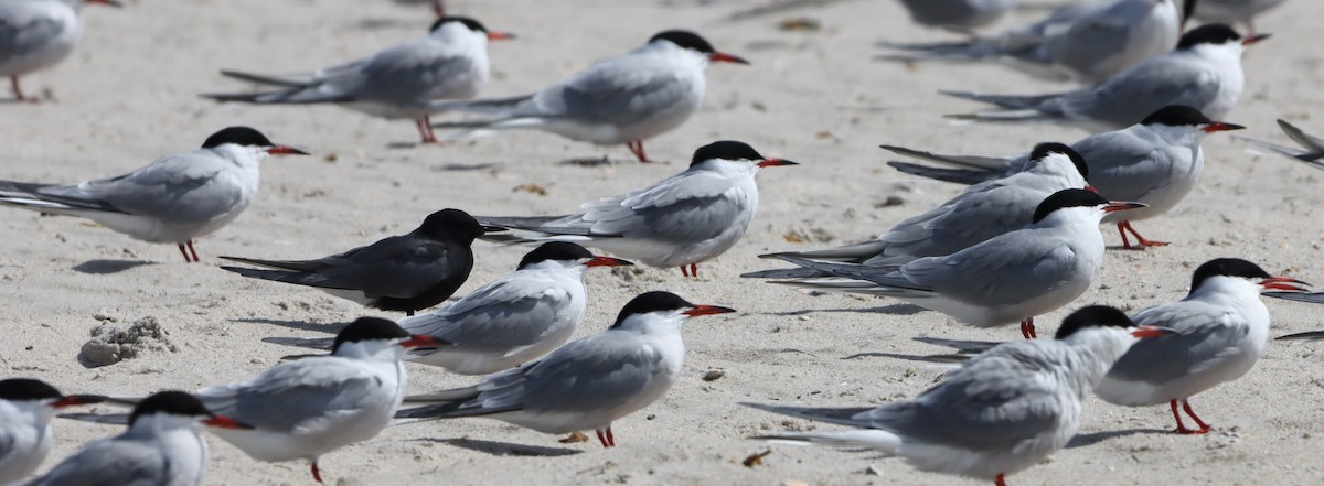 Black Tern - ML618455631