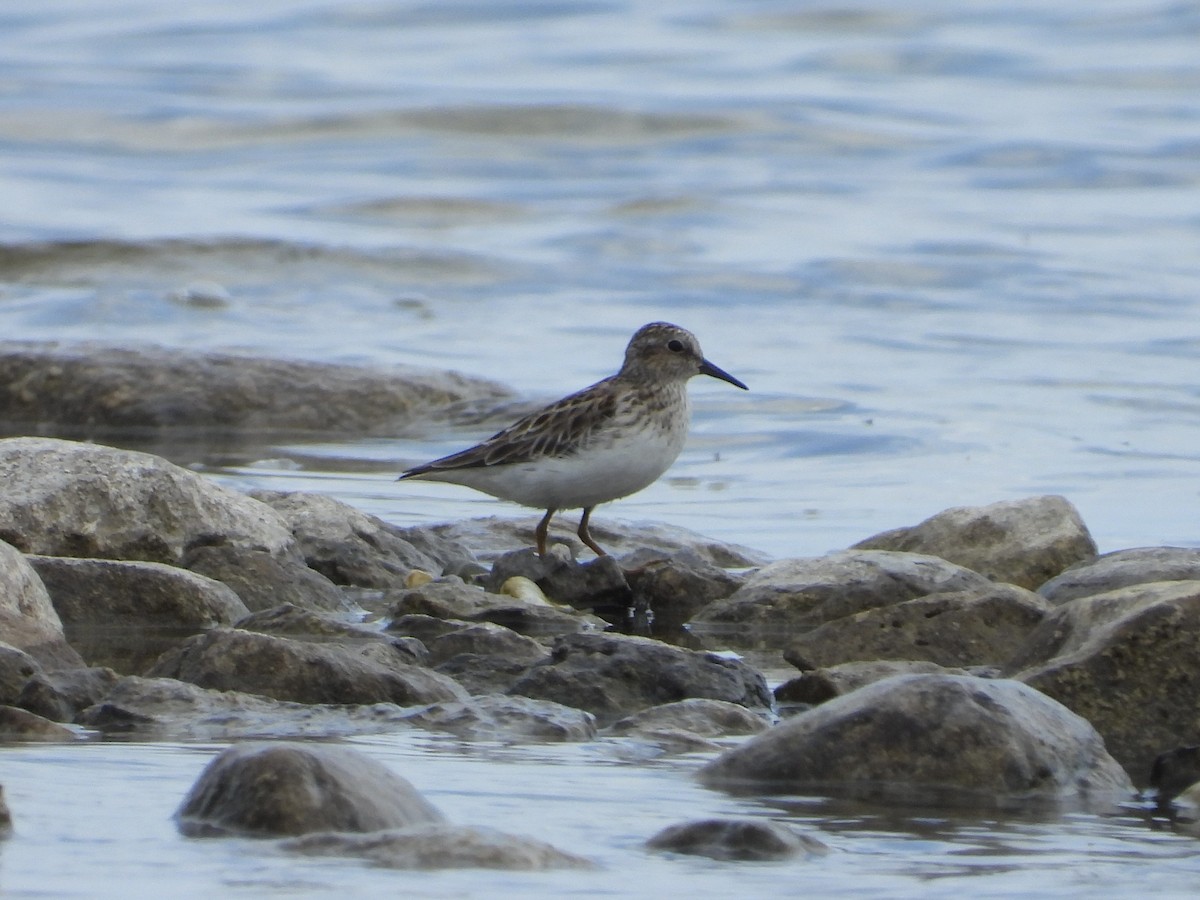 Least Sandpiper - Eric Lamond