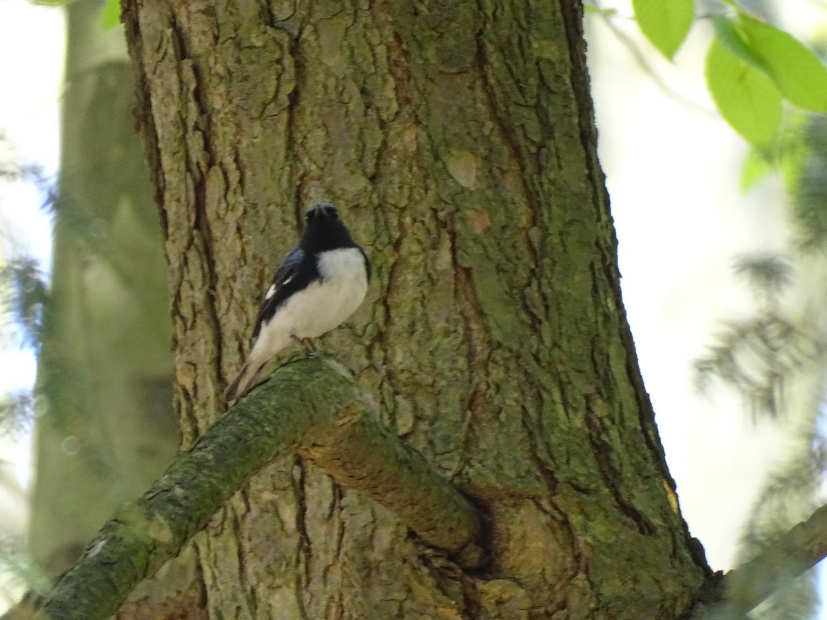 Black-throated Blue Warbler - ML618455642