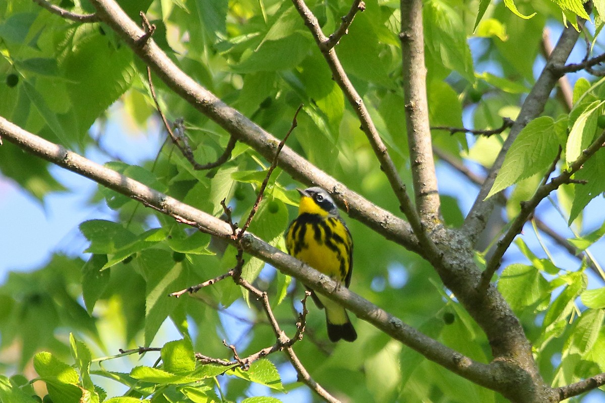 Magnolia Warbler - ML618455681