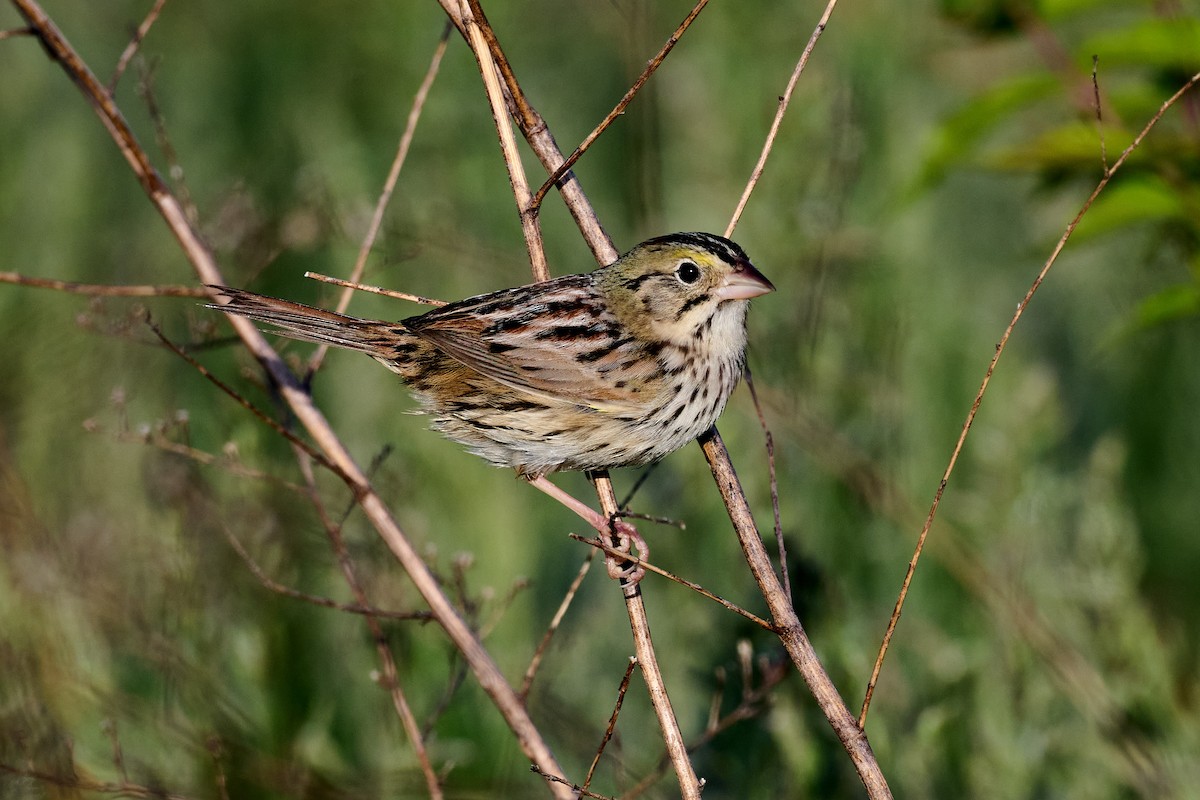 Henslow's Sparrow - ML618455682