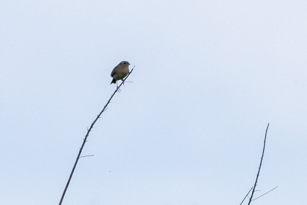 Grasshopper Sparrow - Robin Janson