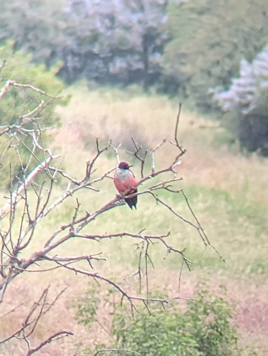 Lewis's Woodpecker - Don Theodorson