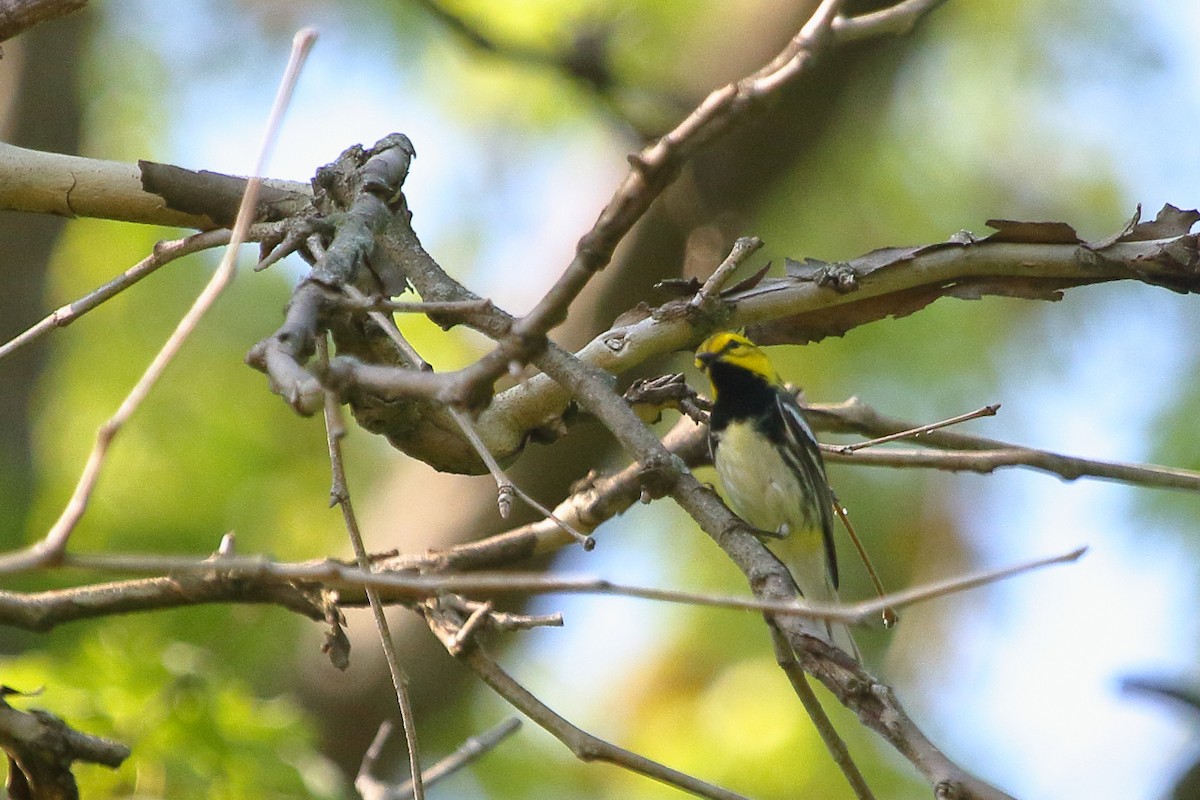 Grünmantel-Waldsänger - ML618455715