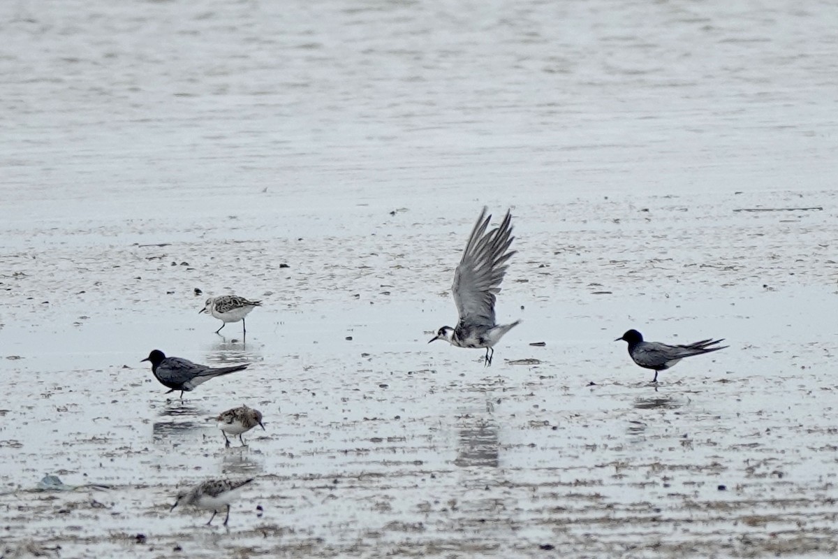 Black Tern - Bob Greenleaf