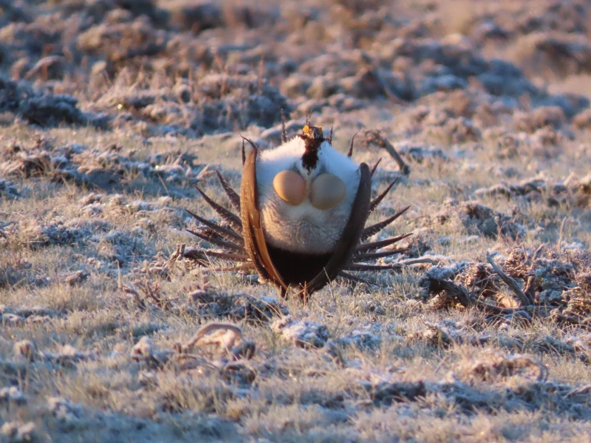 Greater Sage-Grouse - ML618455734