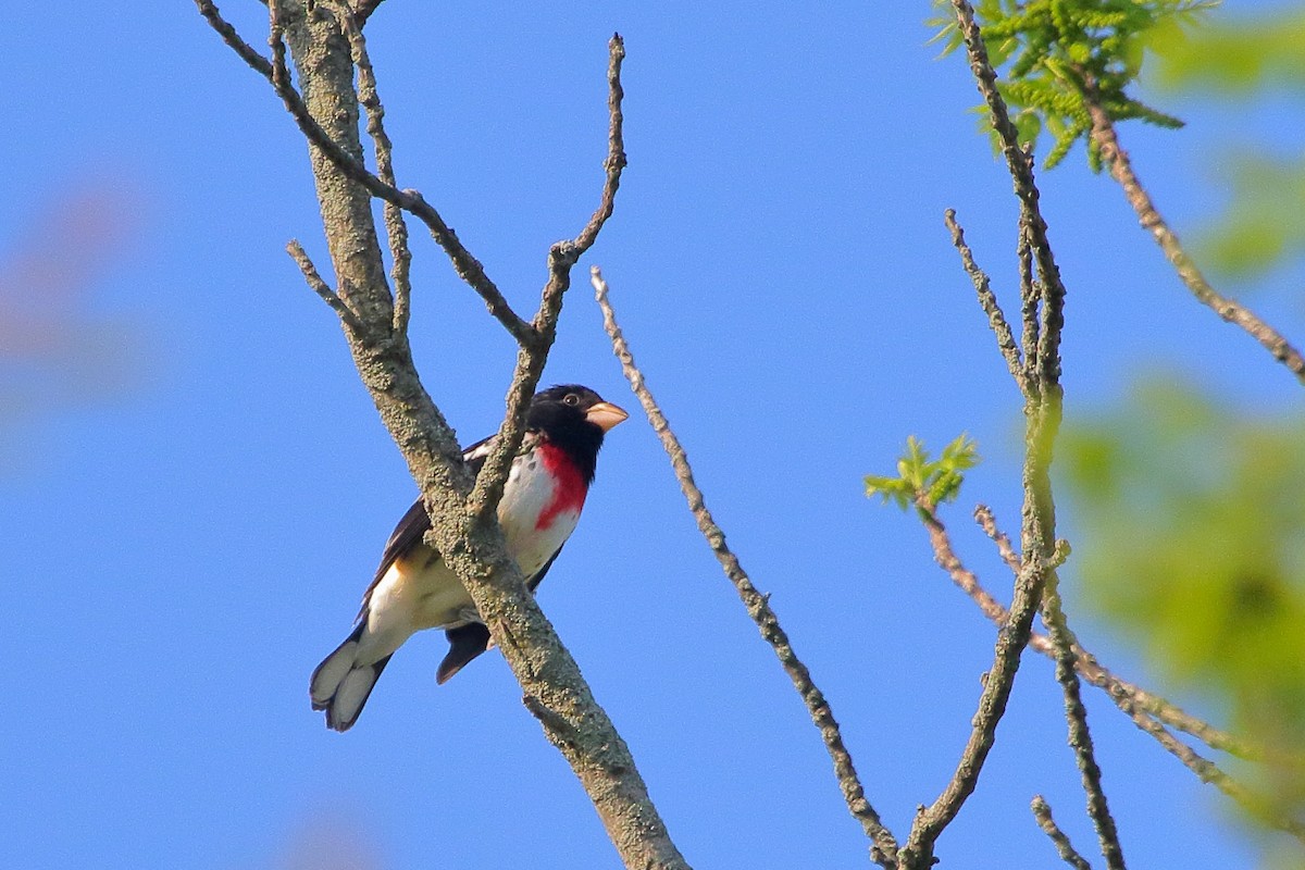 Rose-breasted Grosbeak - ML618455737