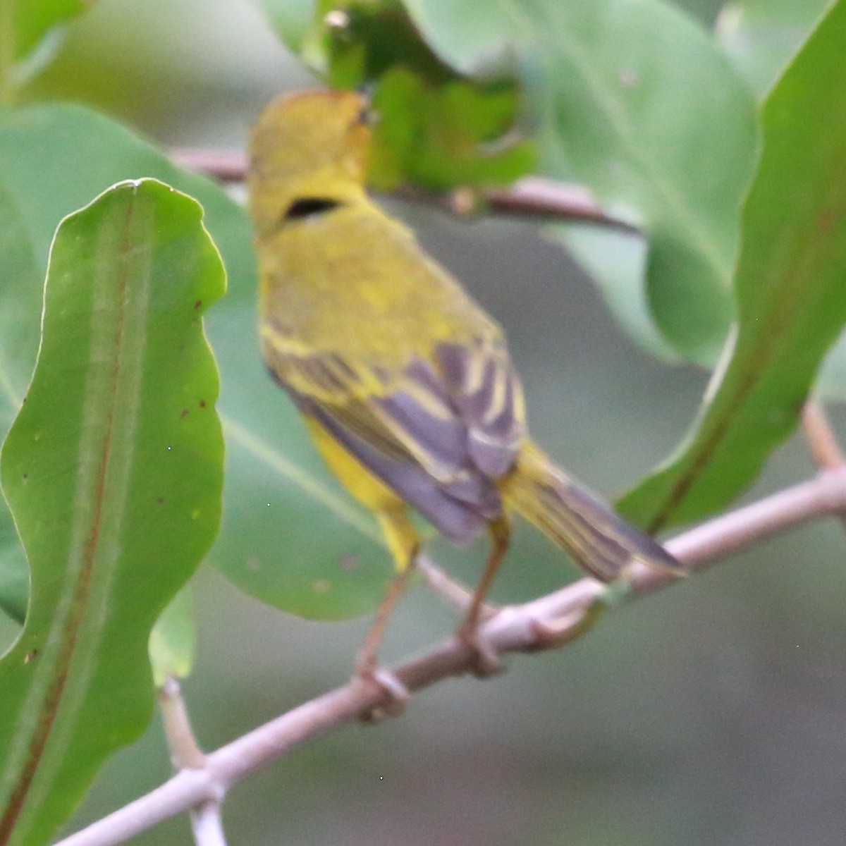 Yellow Warbler (Mangrove) - Susan Hunter