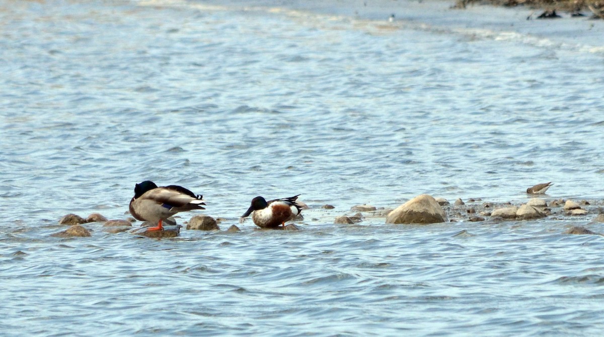 Northern Shoveler - Jean and Bob Hilscher