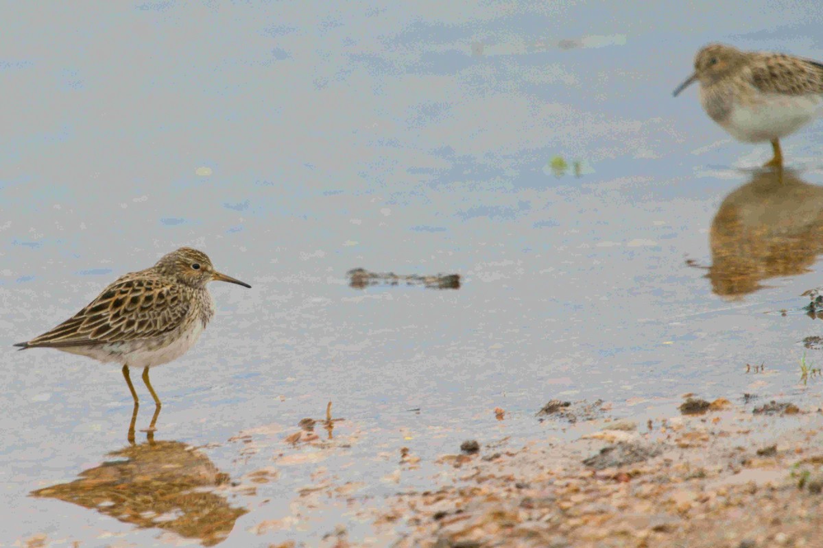 Pectoral Sandpiper - ML618455797