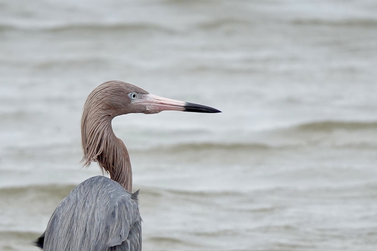 Reddish Egret - Bob Greenleaf