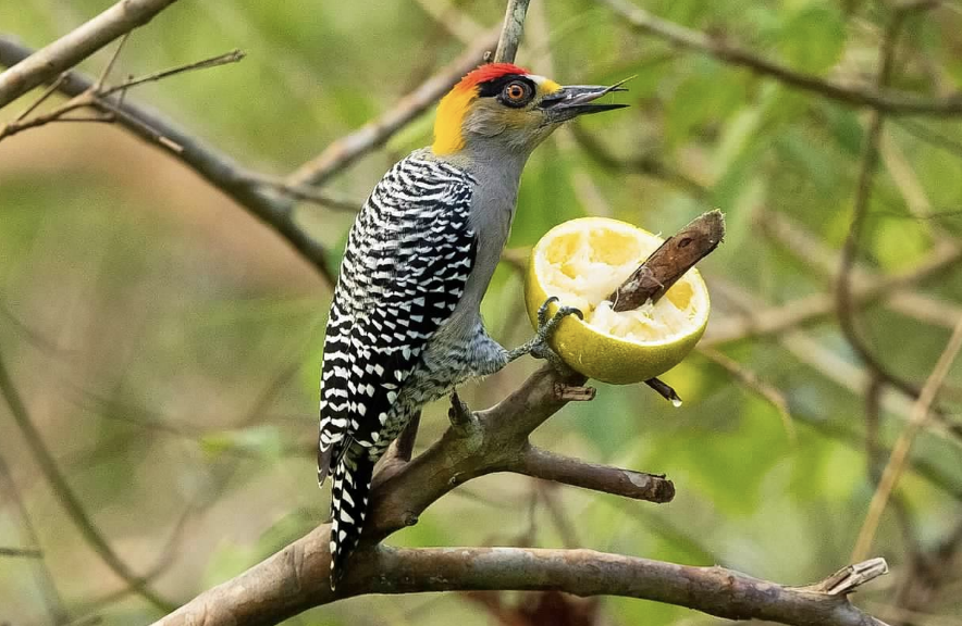 Golden-cheeked Woodpecker - sheila rowe
