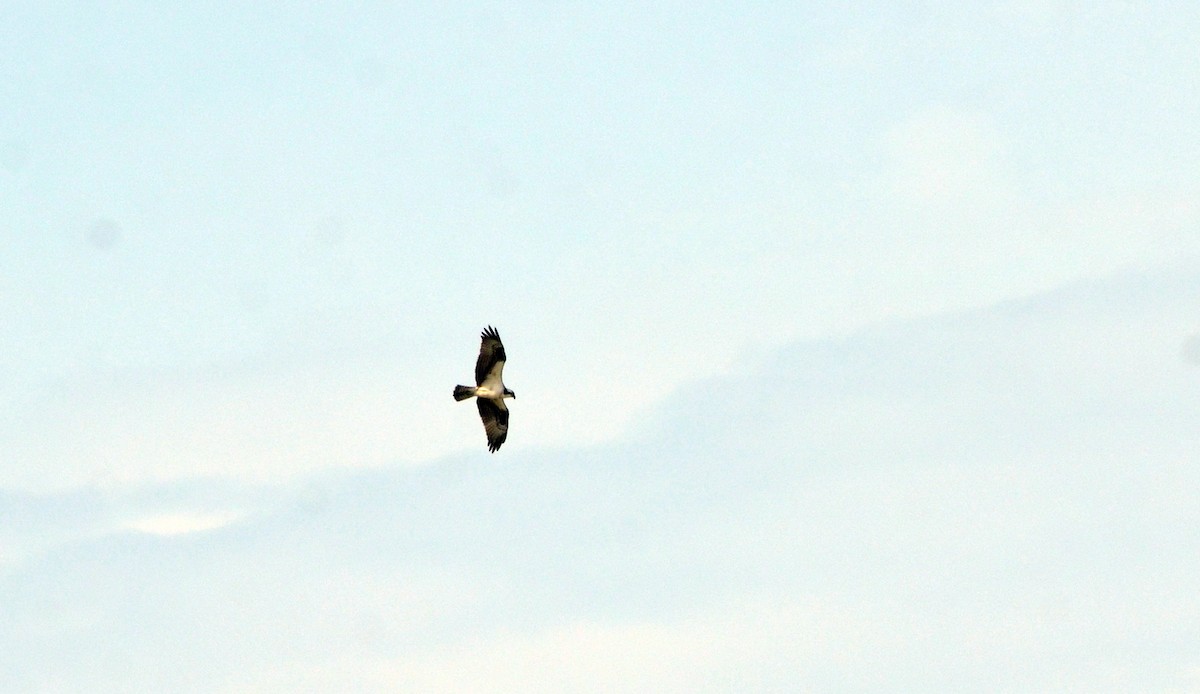 Osprey - Jean and Bob Hilscher