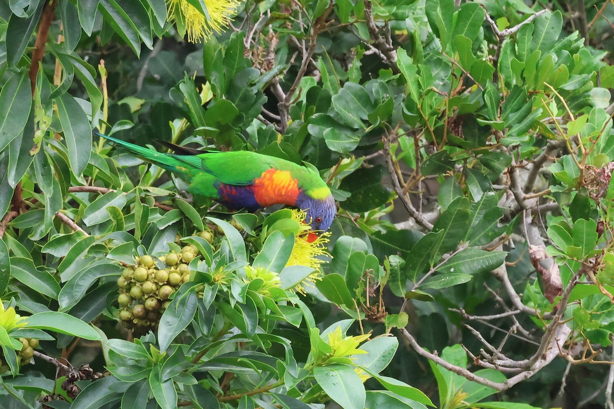 Rainbow Lorikeet - Dennis Devers