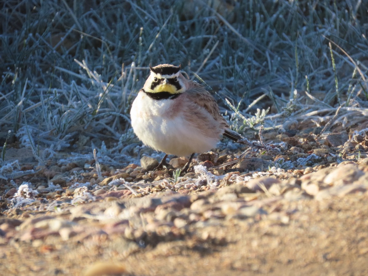 Horned Lark - ML618455827