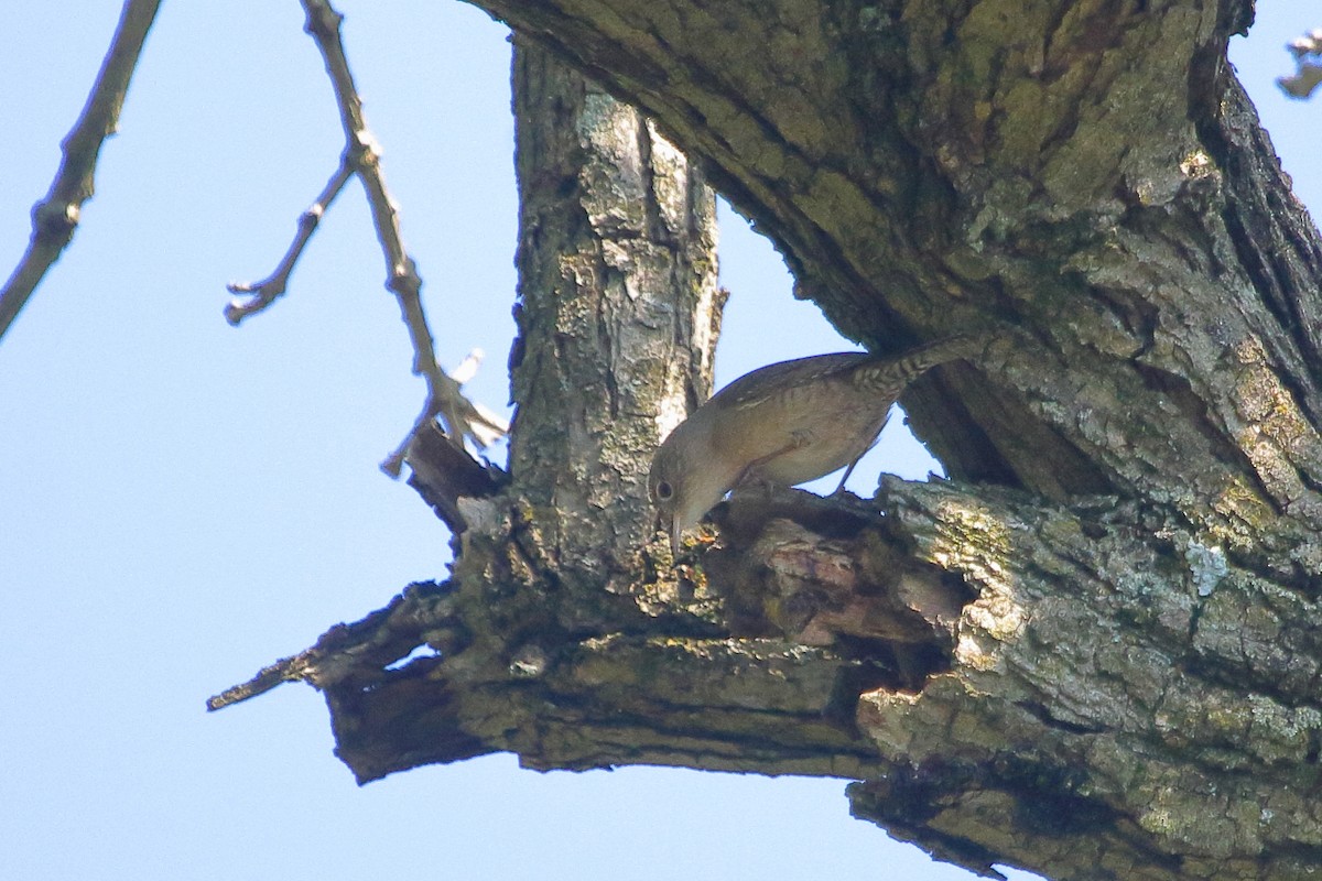 House Wren - ML618455831