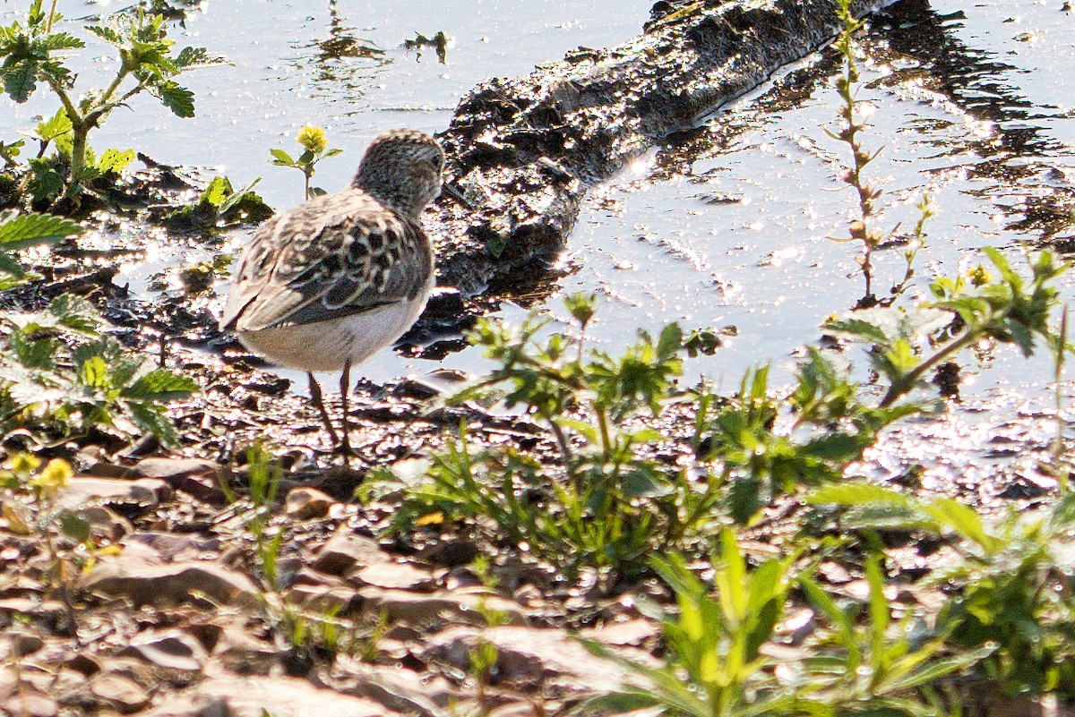 Least Sandpiper - ML618455838