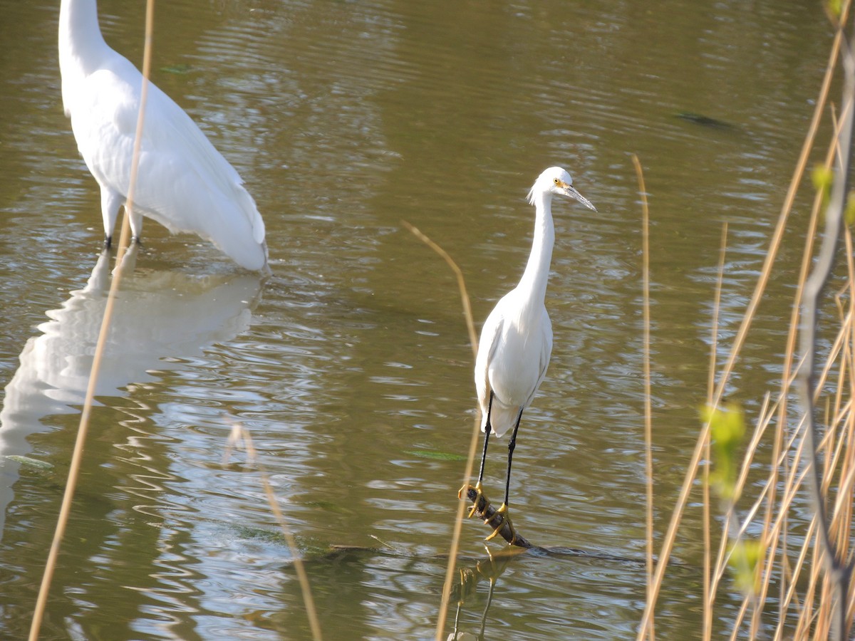 Snowy Egret - ML618455840