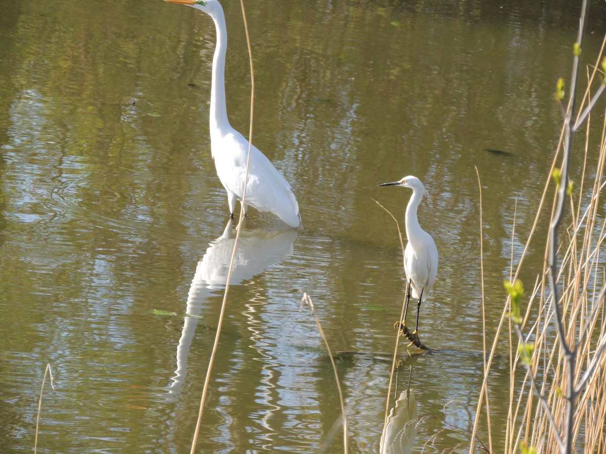 Snowy Egret - ML618455841