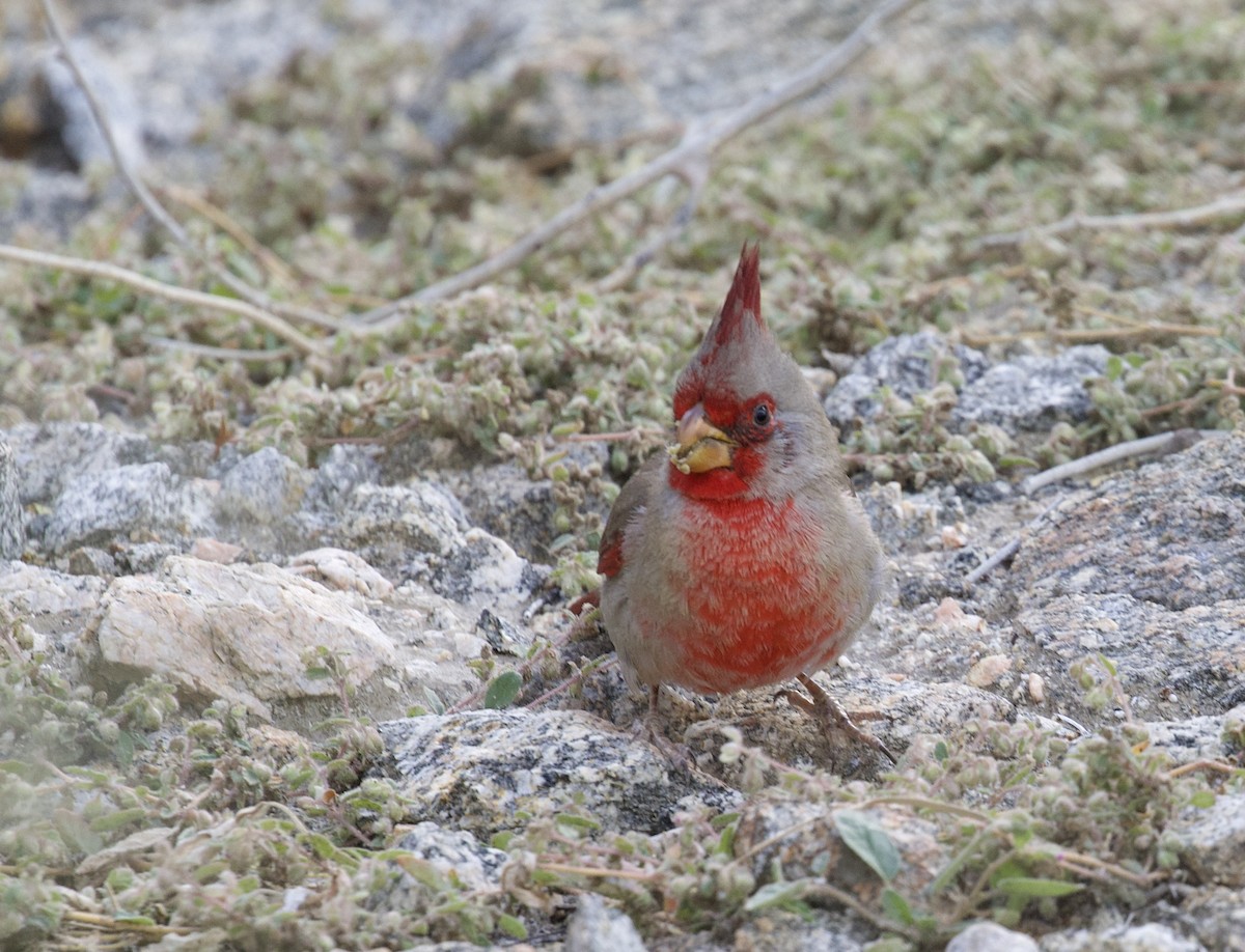 Pyrrhuloxia - Eric Tipton