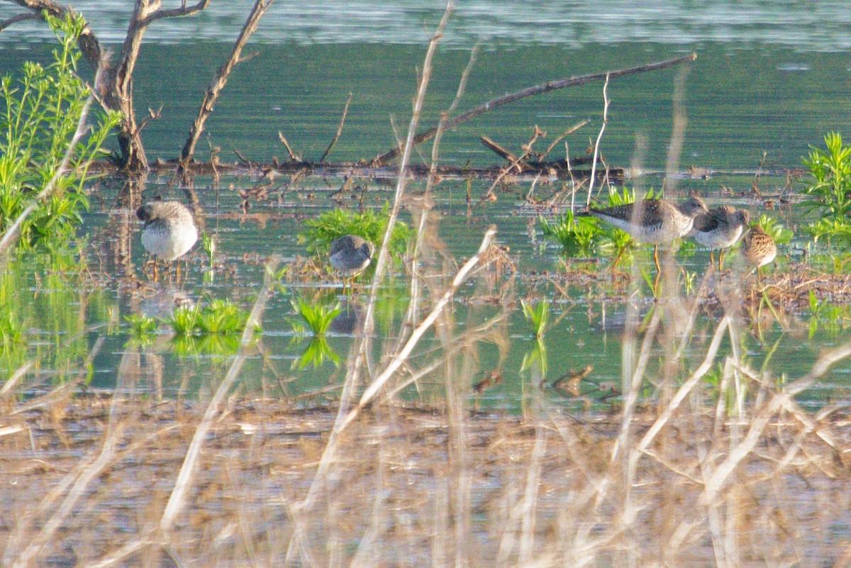 Greater Yellowlegs - ML618455846