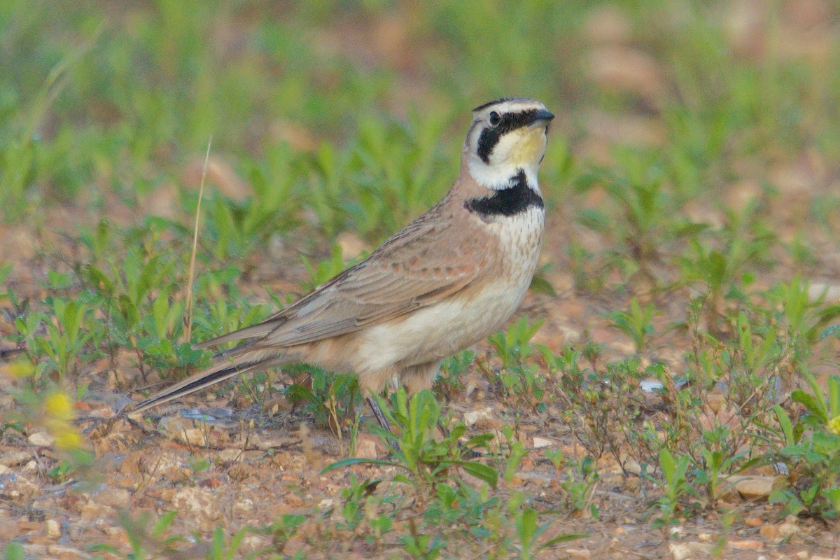 Horned Lark - ML618455859