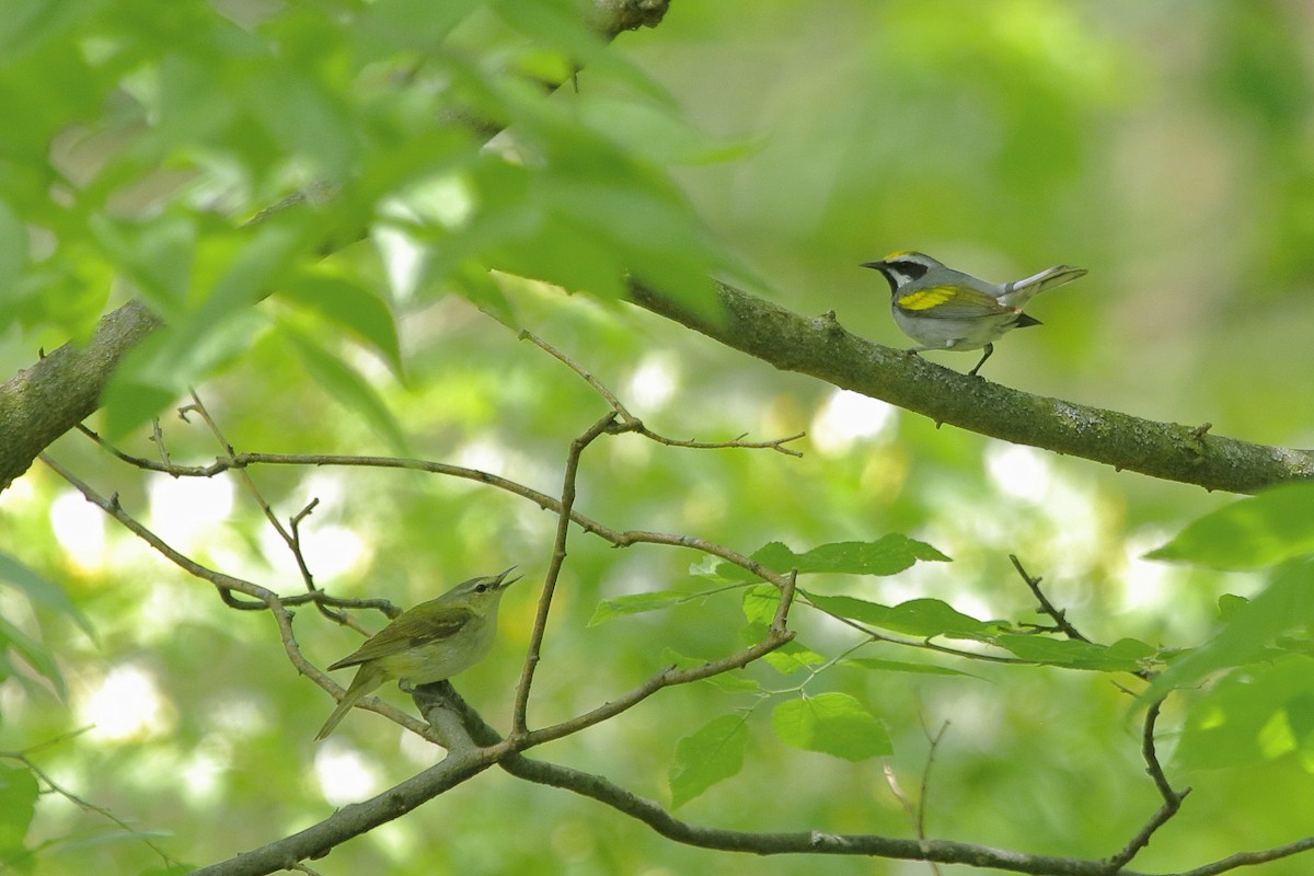 Golden-winged Warbler - Jeff Bryant