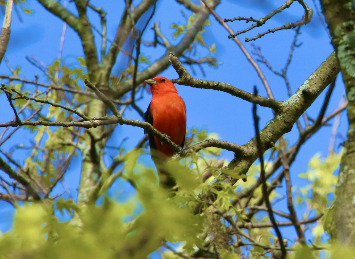 Scarlet Tanager - Dominic LeRose