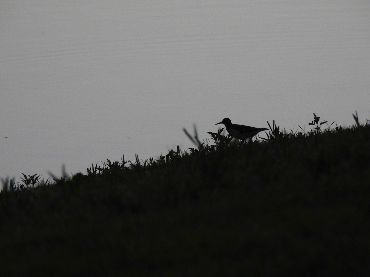 Spotted Sandpiper - Caden Williams