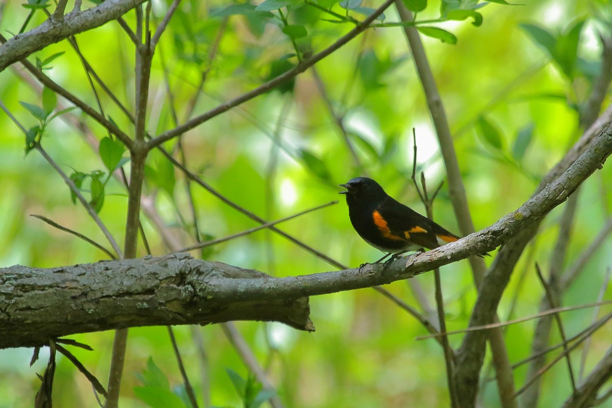 American Redstart - ML618455889