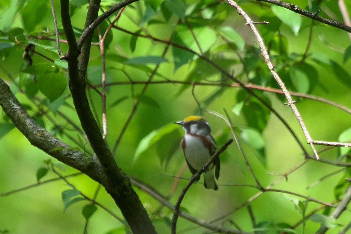 Chestnut-sided Warbler - ML618455909