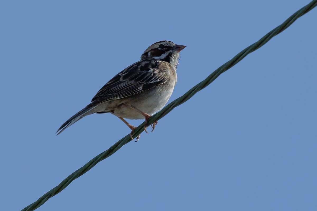 Lark Sparrow - Robin Janson