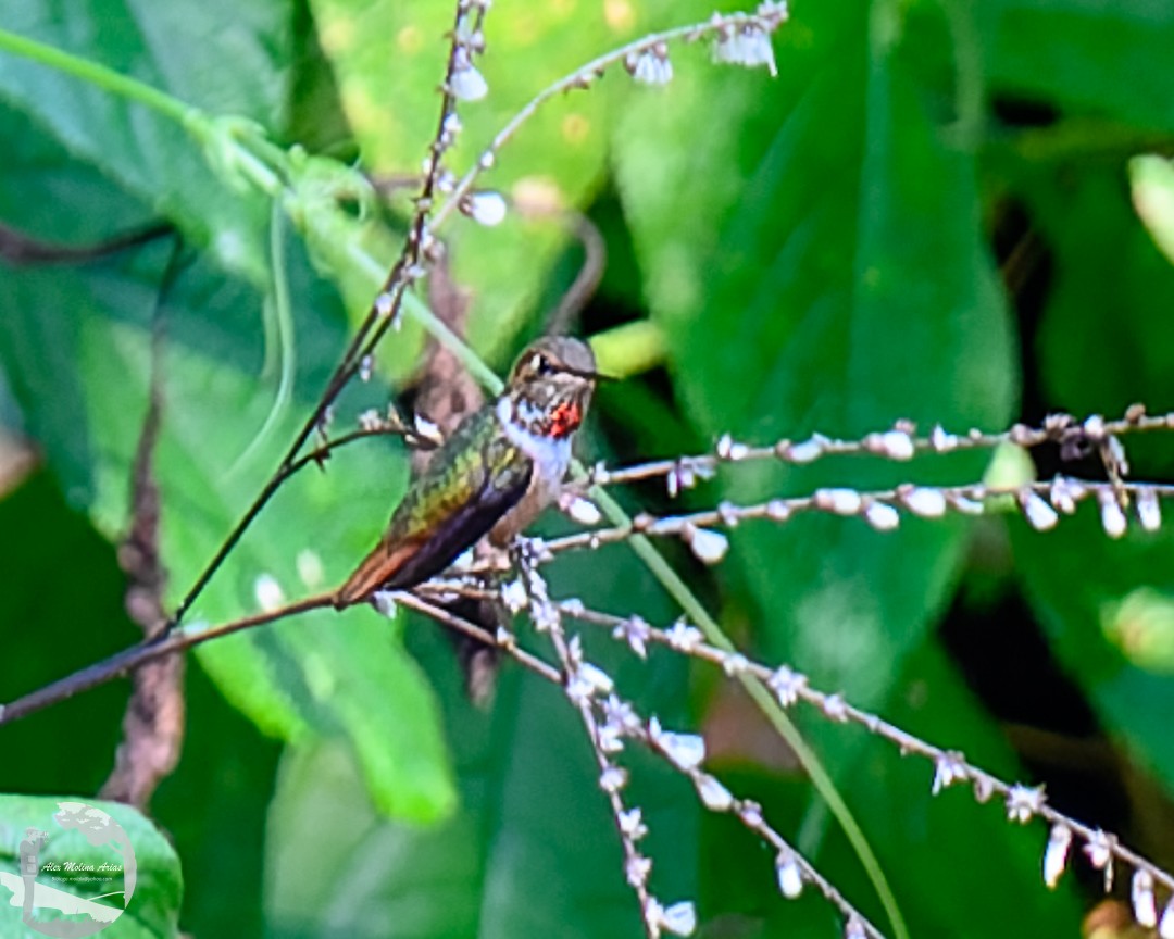 Scintillant Hummingbird - Alex Molina