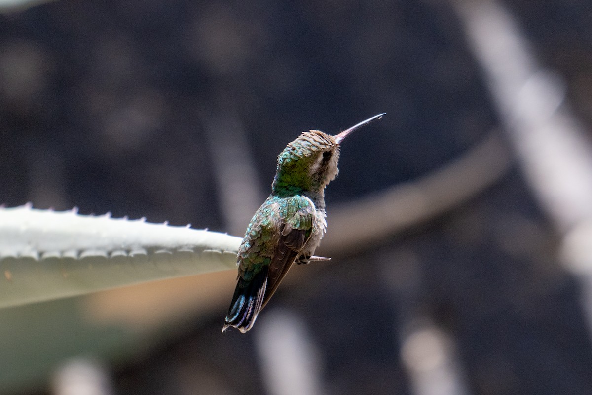 Colibrí Piquiancho Común - ML618455977