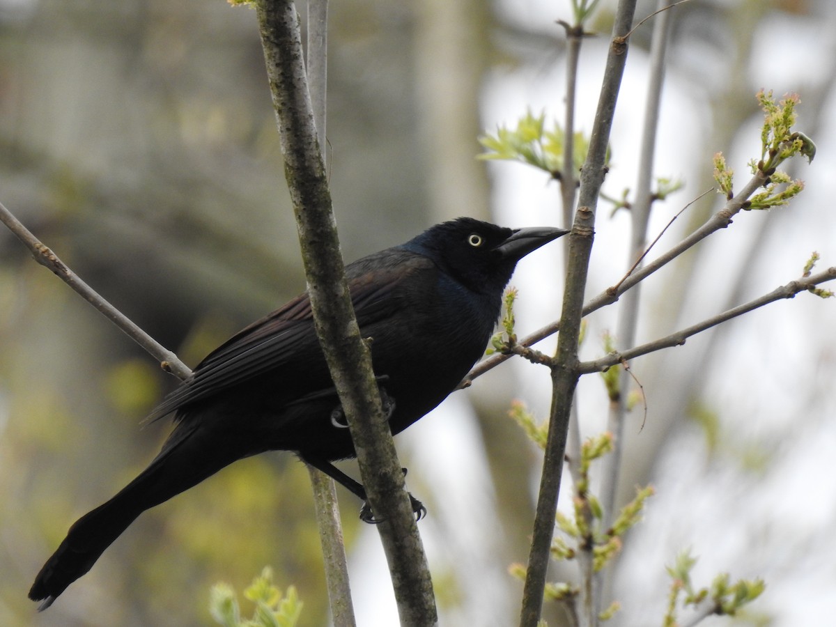 Common Grackle - ML618455990