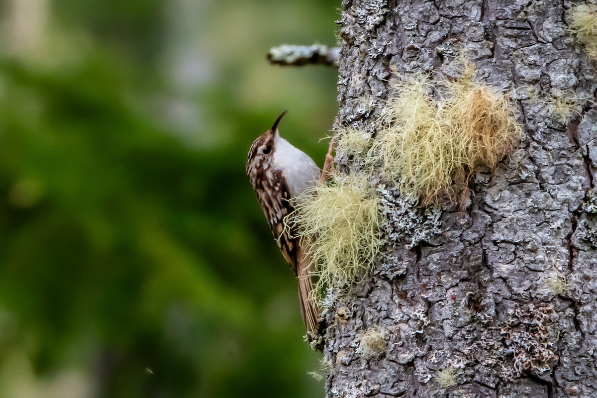 Brown Creeper - Brandon Lloyd