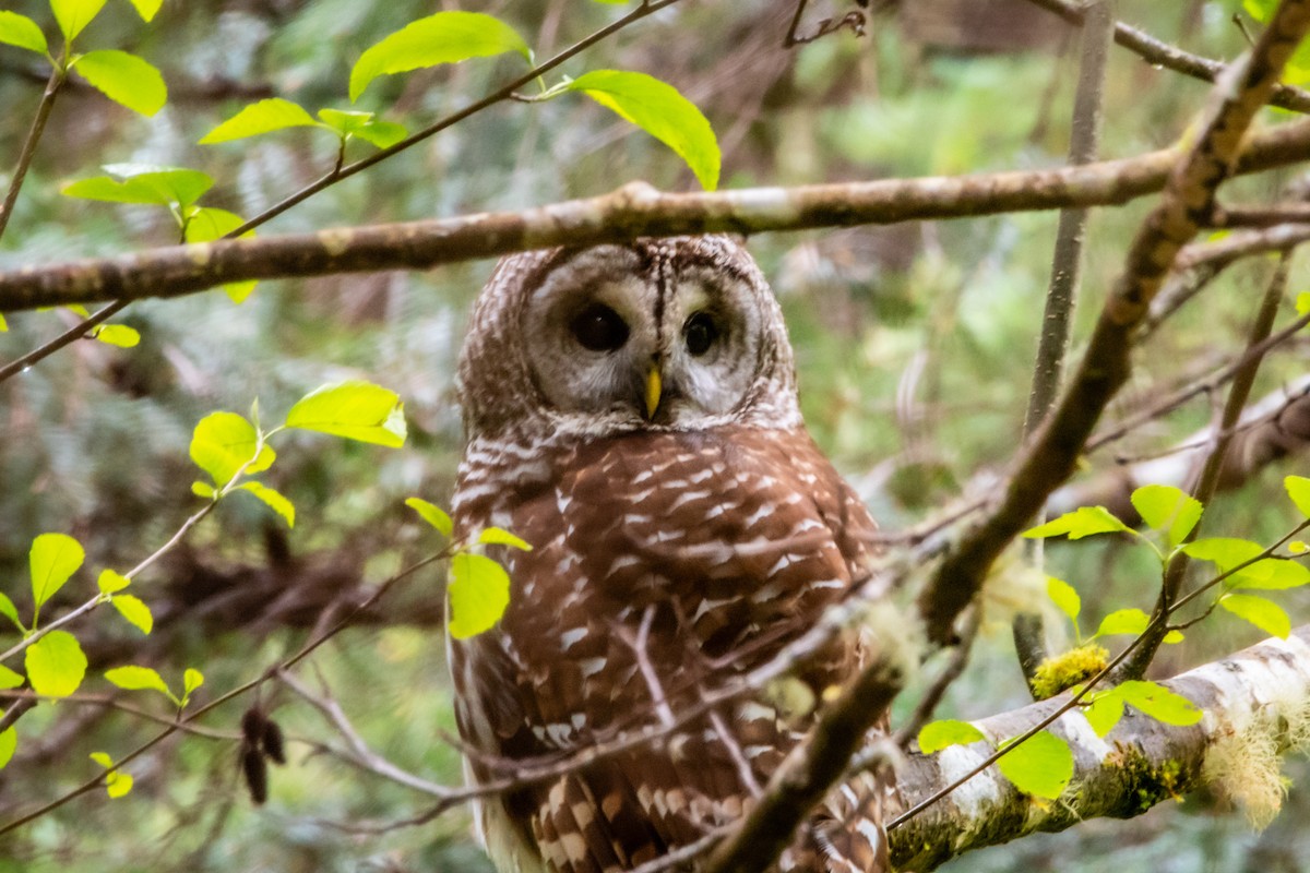 Barred Owl - ML618456044