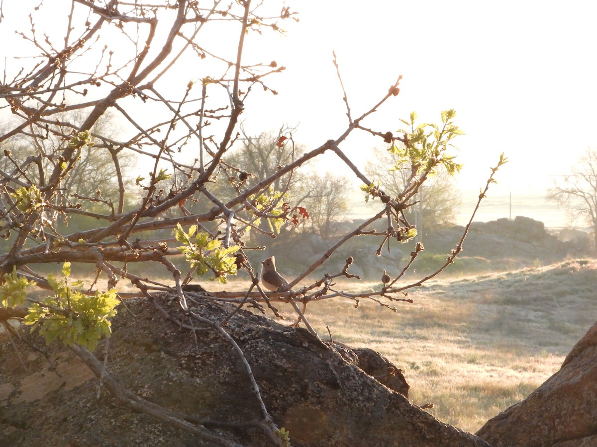 Oak Titmouse - ML618456055