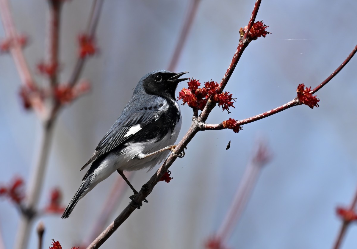 Black-throated Blue Warbler - ML618456057