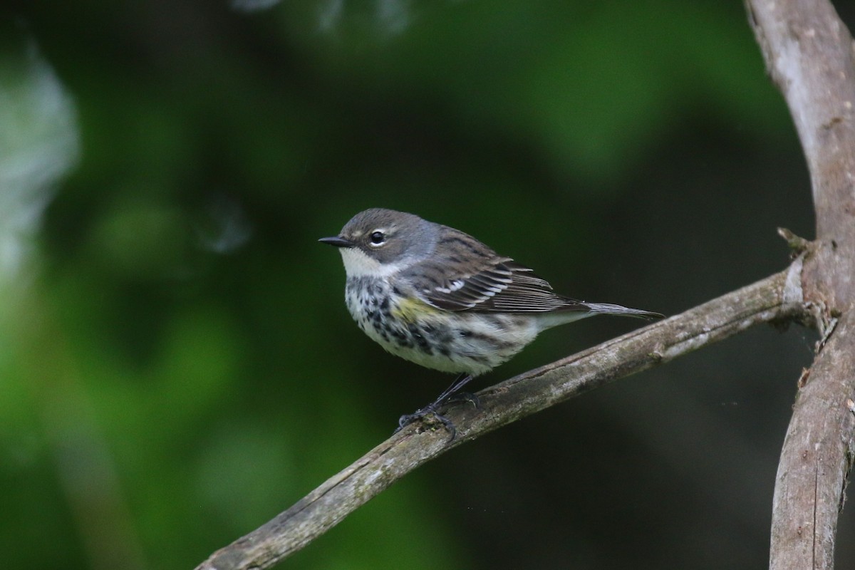 Yellow-rumped Warbler - ML618456058