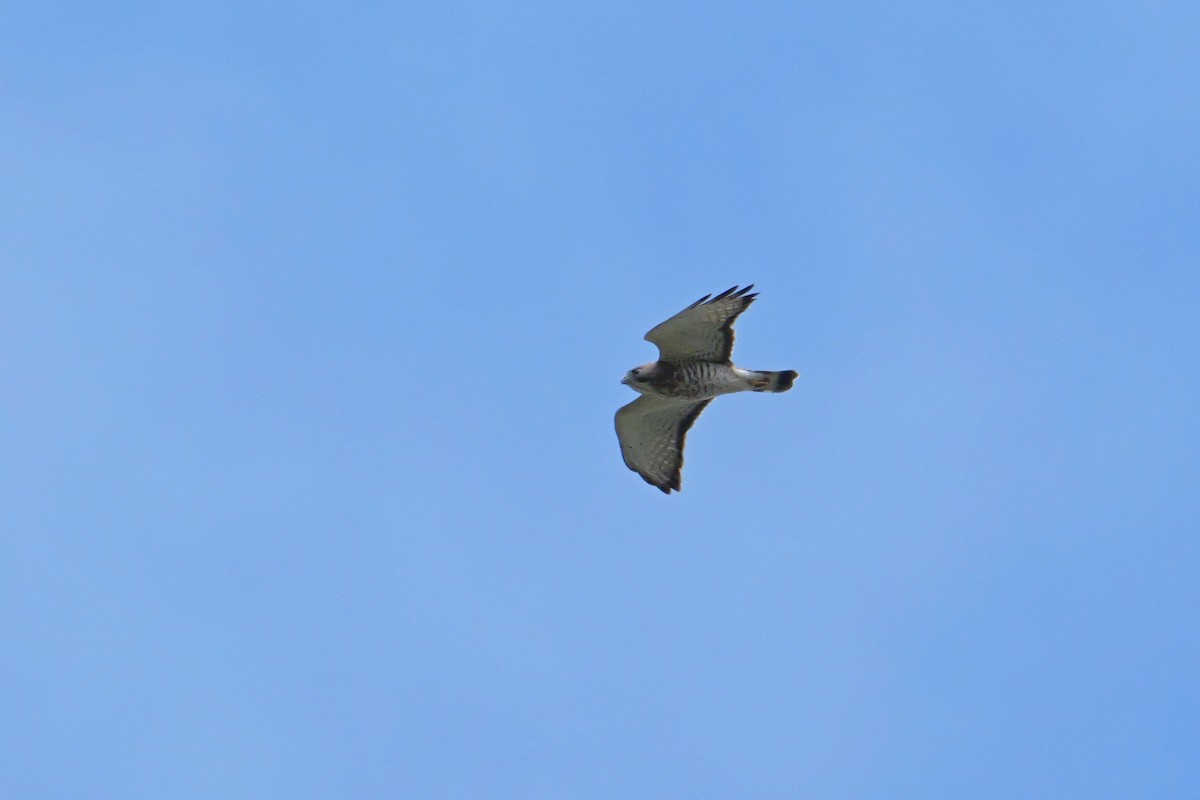 Broad-winged Hawk - ML618456059