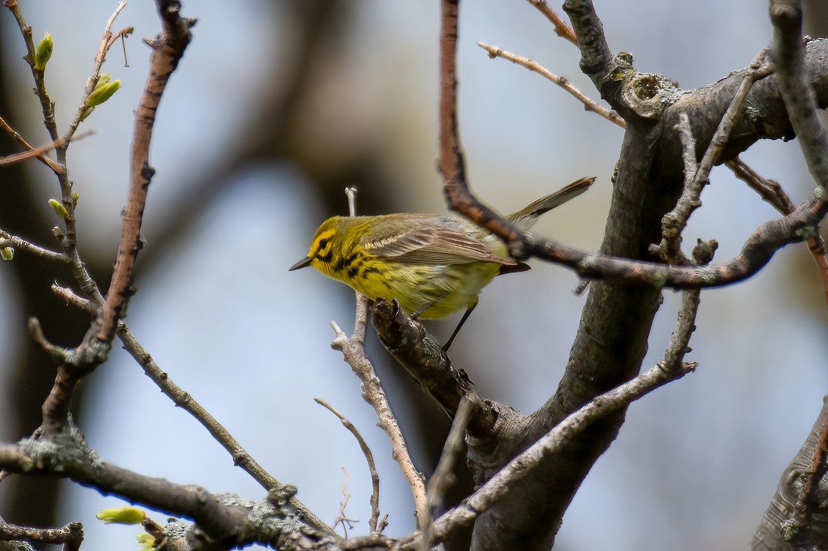 Prairie Warbler - Michael Nelson