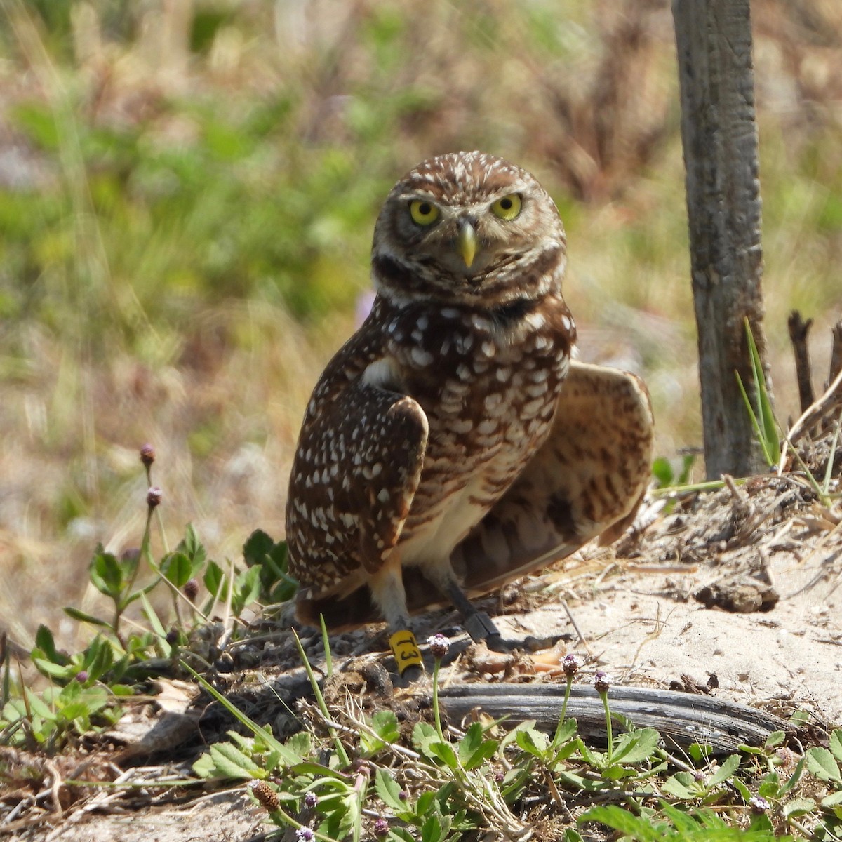 Burrowing Owl - Michelle Hanko