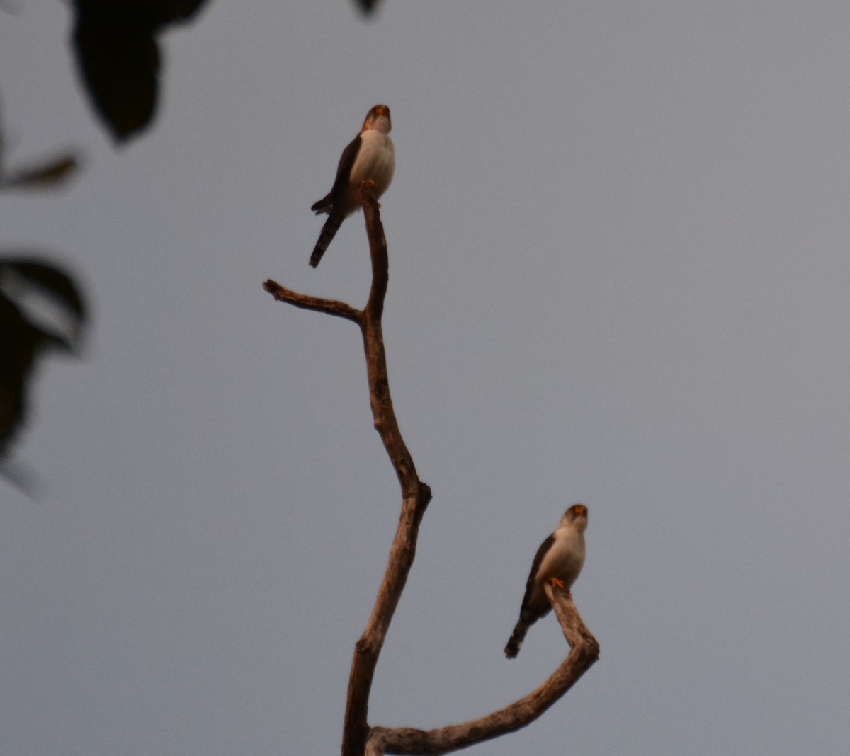 White-rumped Falcon - ML618456124