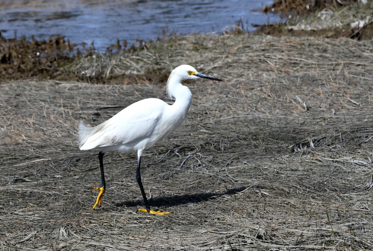 Snowy Egret - ML618456136