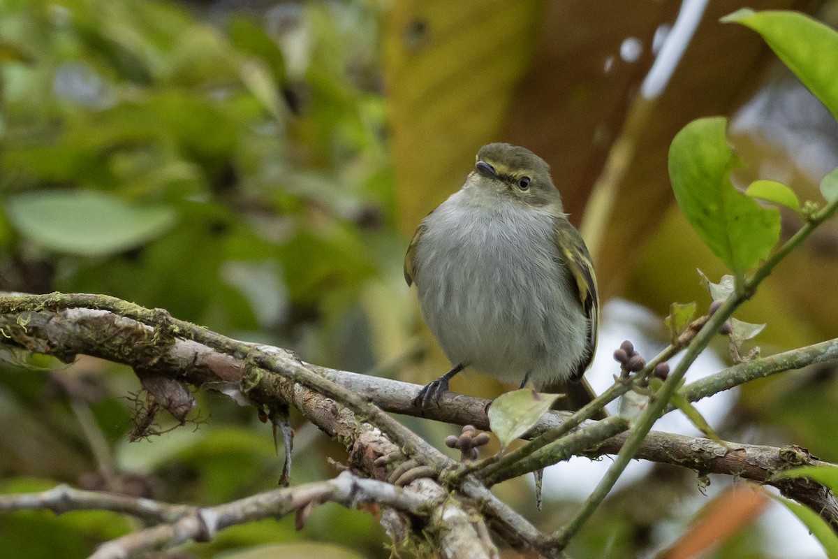 Choco Tyrannulet - ML618456168